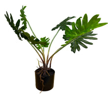 Load image into Gallery viewer, 28"High Real touch Artificial Split Leaf Philodendron Plant