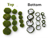 Load image into Gallery viewer, Assorted Sizes (Pack of 12)Artificial Petite Moss Dome Set
