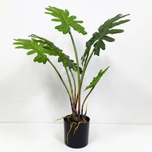 Load image into Gallery viewer, 28"High Real touch Artificial Split Leaf Philodendron Plant
