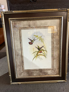36" x 30" Hummingbird I by John Gould in Custom Frame