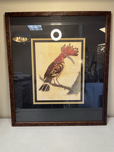 23" x 20" Custom Framed Eleazar Albin Hoopoe Bird Print