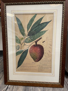 19"W x 26.5"H Framed Fruit Print