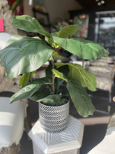 Load image into Gallery viewer, 25&quot;Faux Fiddleleaf Fig in Silver Pot
