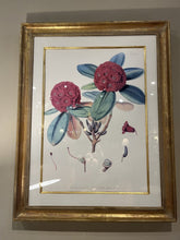 Load image into Gallery viewer, 26.75&quot; x 34.25&quot; Rhododendron Botanical Print w/ Custom Gilt Frame
