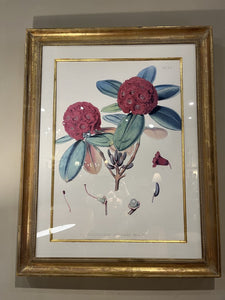 26.75" x 34.25" Rhododendron Botanical Print w/ Custom Gilt Frame