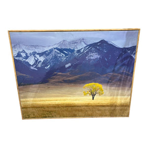 30" x 24" Lone Autumn Tree