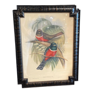 24" x 18.5" Bombay Co. Collard Trogons by John Gould
