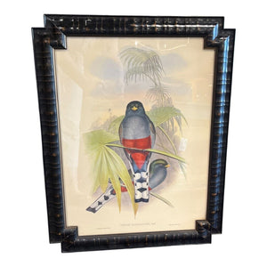 24" x 18.5" Bombay Co. Trogan Rosellaster by John Gould